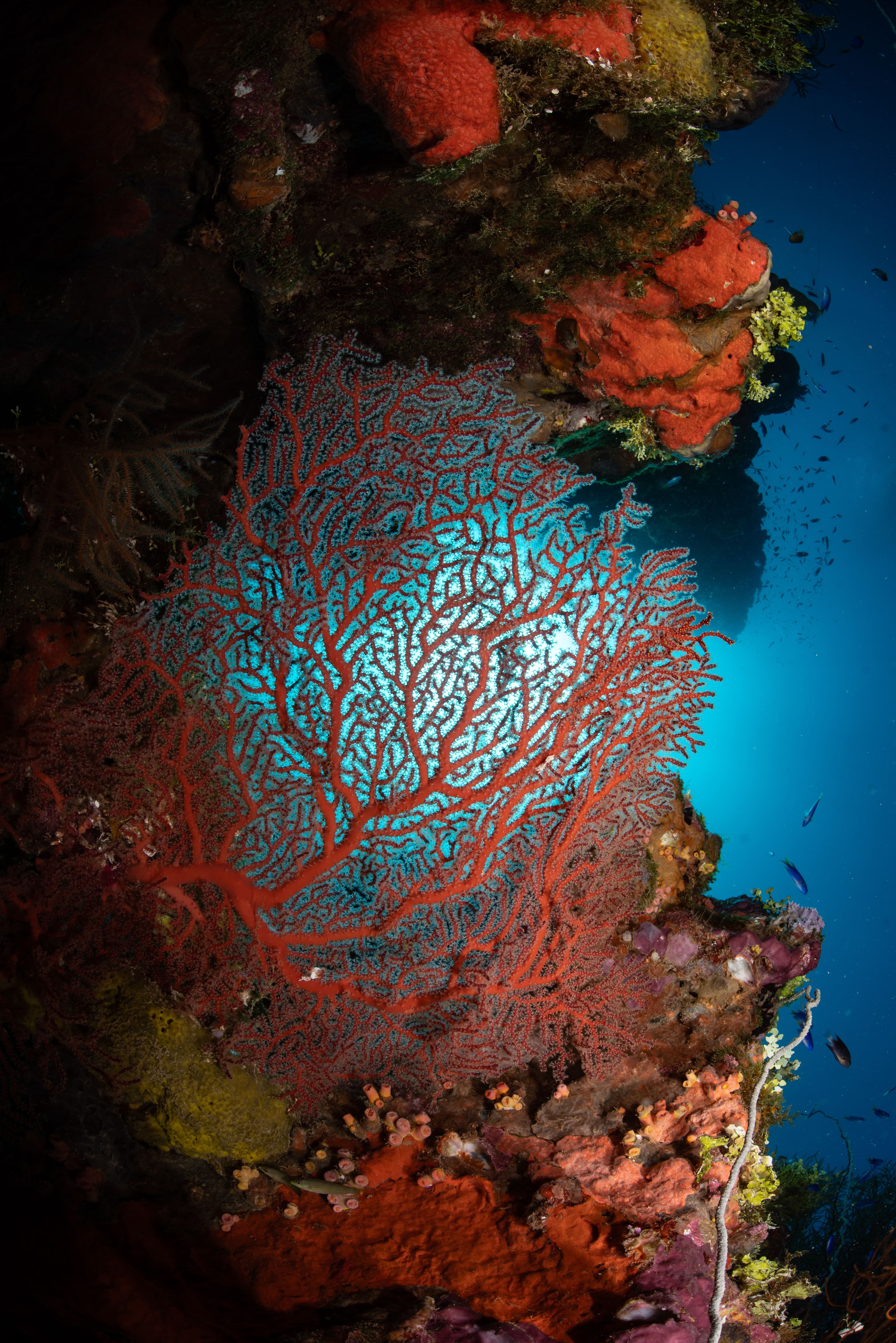 Fujikawa Maru stairs gorgonian fan